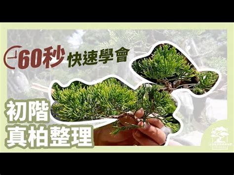 翠柏盆栽風水|翠柏怎麼照顧？教你讓翠柏健壯生長的方法 